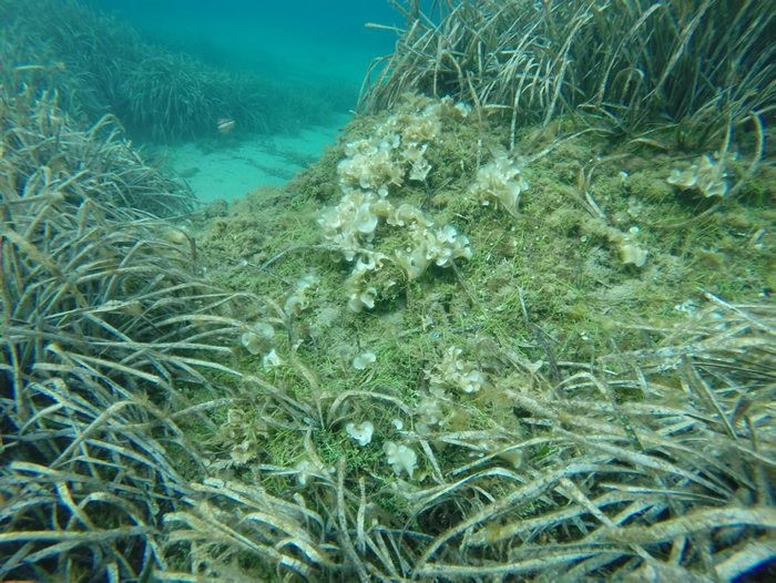 El Parque Natural del Cap de Creus ha regulado la pesca y el fondeo en un &aacute;rea de unos 500 m2 de la Cala Galladera, donde se ha detectado la presencia del alga Caulerpa cylindracea, con el apoyo del Cuerpo de Agentes Rurales.