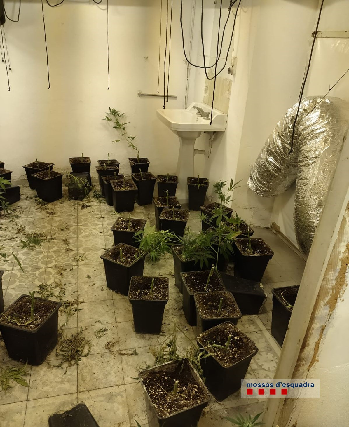 Detenido por poseer 818 plantas de marihuana en su propiedad de Sarrià de Ter (Girona)