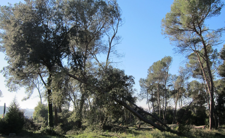 Alerta máxima en Catalunya: La Generalitat pide extremar precauciones ante vientos de más de 115 km/h