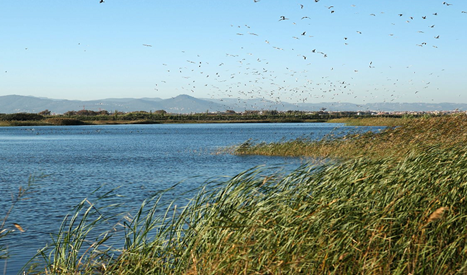 Laguna