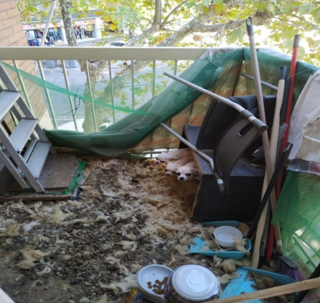 Rescatados ocho animales que vivían en malas condiciones de salubridad en el barrio de l'Eixample, Barcelona.
