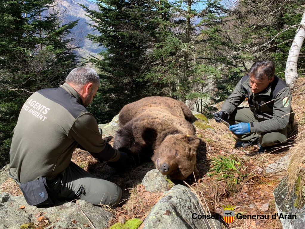 EuropaPress 3075061 oso cachou junto dos agentes miei ambient