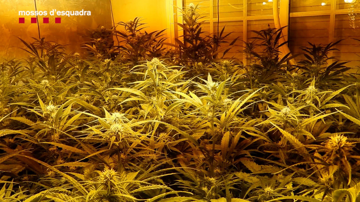 Plantación de marihuana en una de las viviendas registradas tras el secuestro de un hombre de 31 años en la comarca del Maresme (Barcelona).