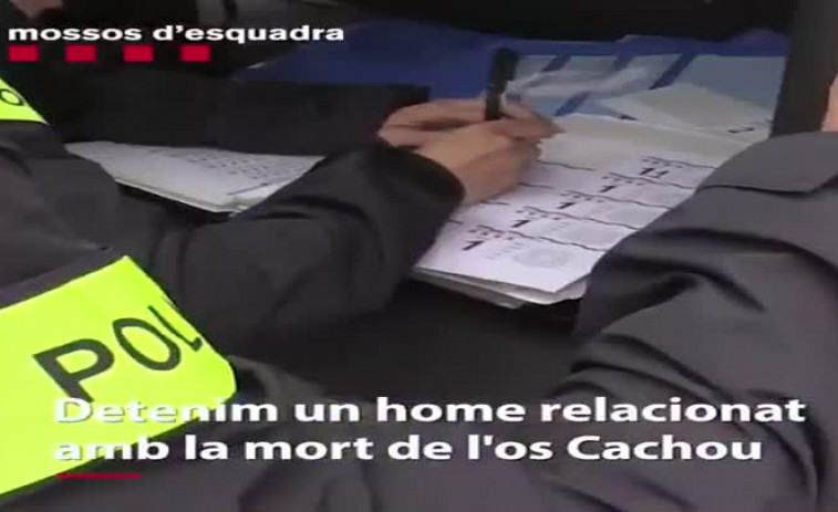VIDEO. Un detenido y un investigado relacionados con el envenenamiento y muerte del oso Cachou en la Val d'Aran