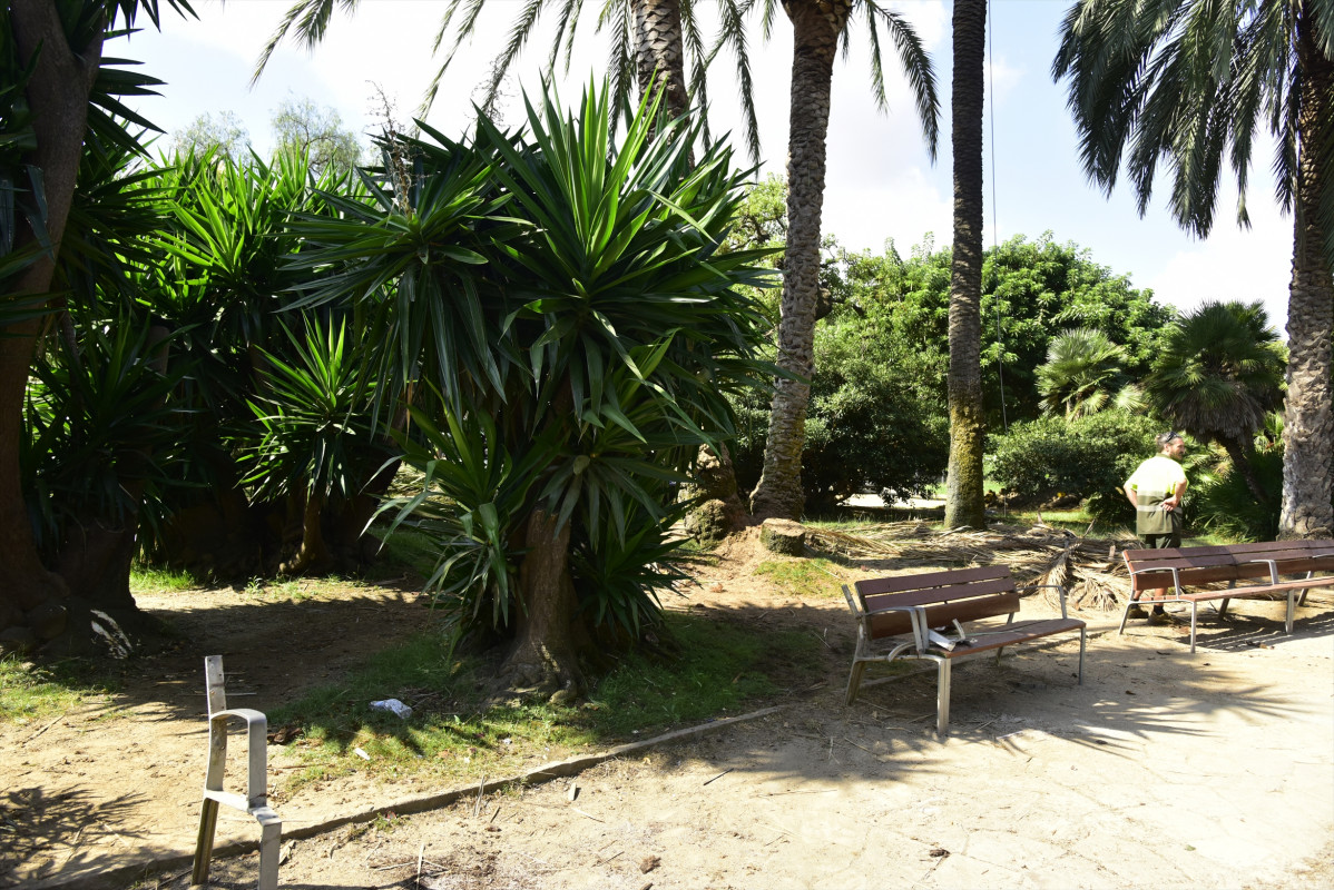 Zona del parque de la Ciutadella (Barcelona) donde ayer, martes día 25 de agosto, perdió la vida un hombre de 41 años y resultó herida una mujer al caerles encima una palmera del recinto. En Barce