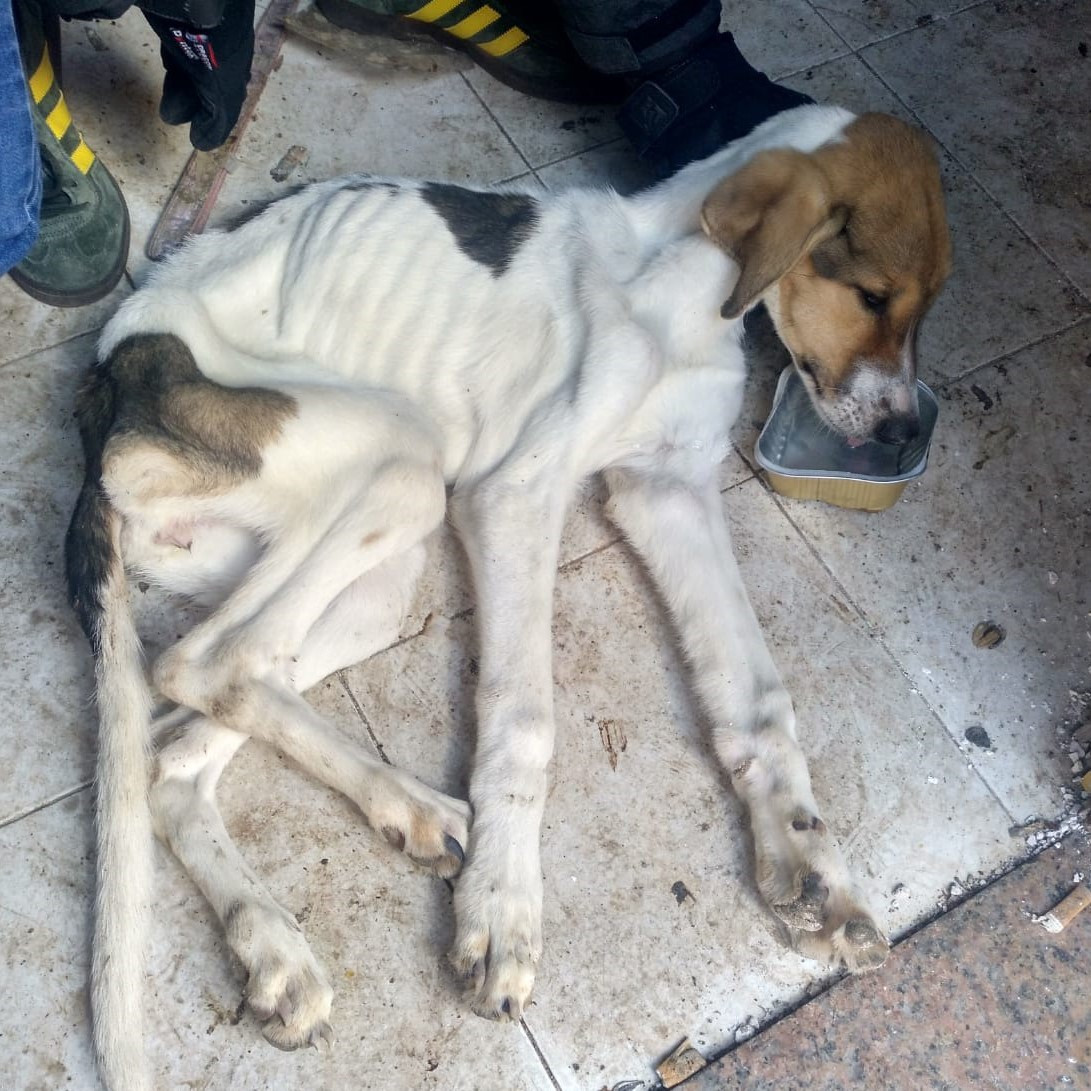 Perro desnutrido