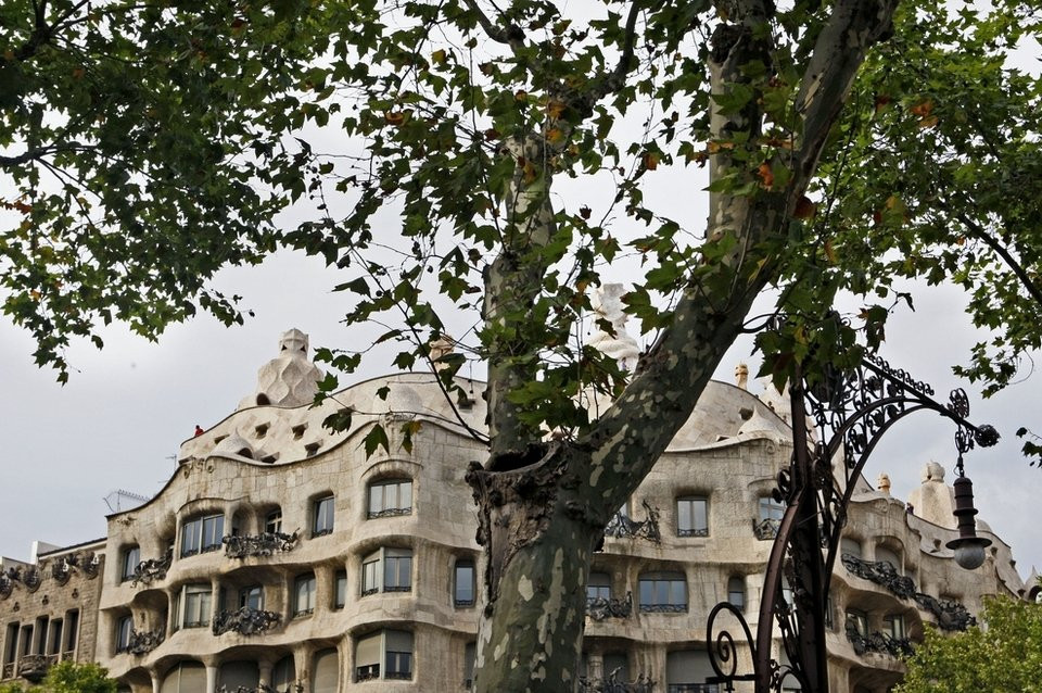 Aparece una nueva plaga de insectos en los plátanos de Barcelona