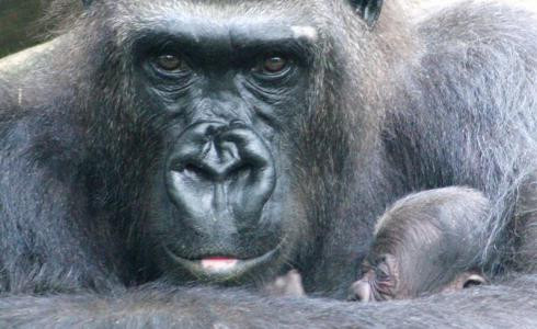 Nacen dos nuevas crías de gorila en el Zoo de Barcelona