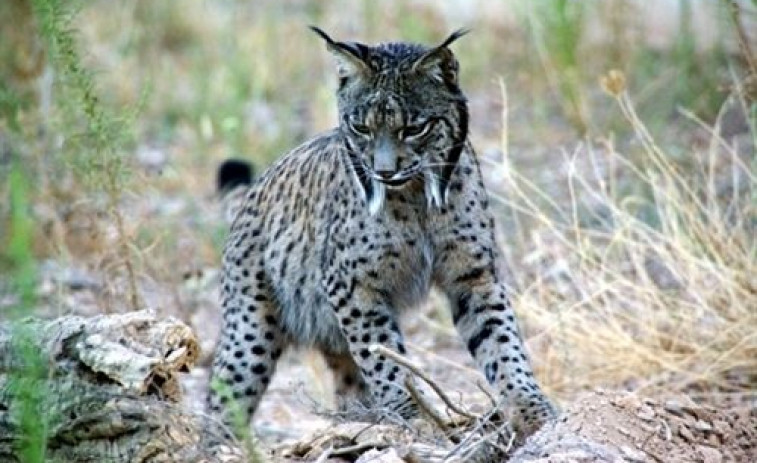 WWF España completa un paso importante para preservar el futuro del lince ibérico