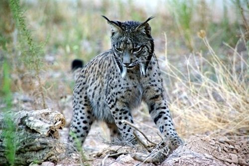Un cazador mata de un disparo a un lince ibérico liberado este año en Ciudad Real