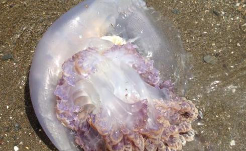 El CSIC detecta poca presencia de medusas este verano en las playas catalanas