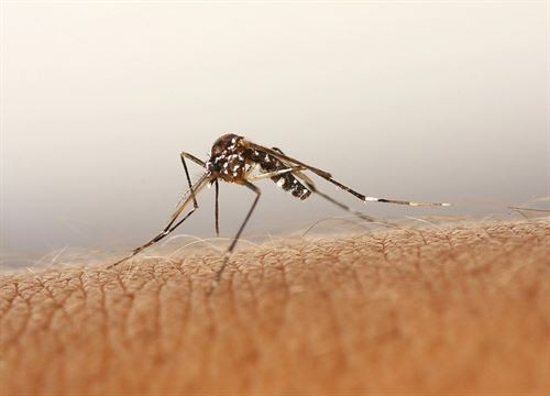 Una aplicación para móviles ayuda a detectar al mosquito tigre