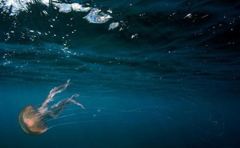 El agua del Mediterráneo está cada vez más caliente y ácida