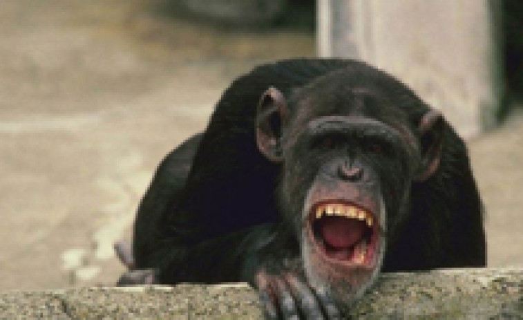 Monos infectados con un virus peligroso escapan de un camión y siembran el pánico en Estados Unidos