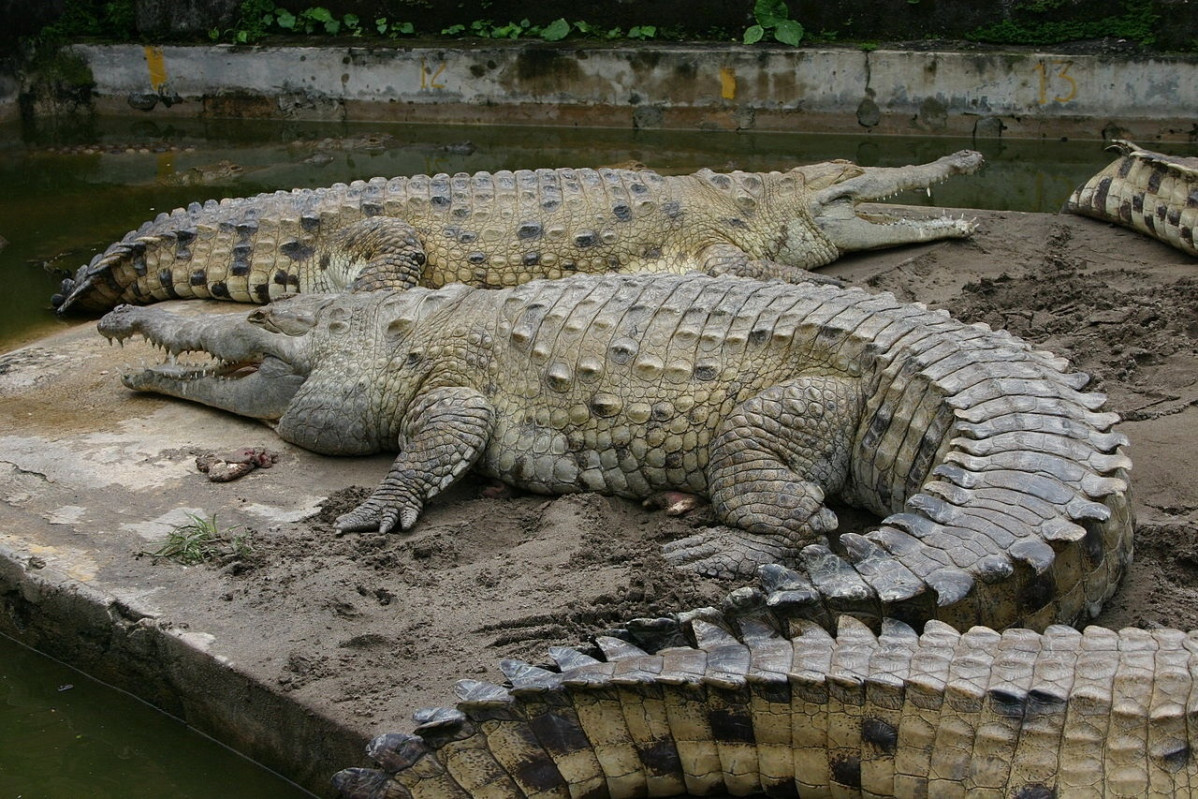 Cocodrilo