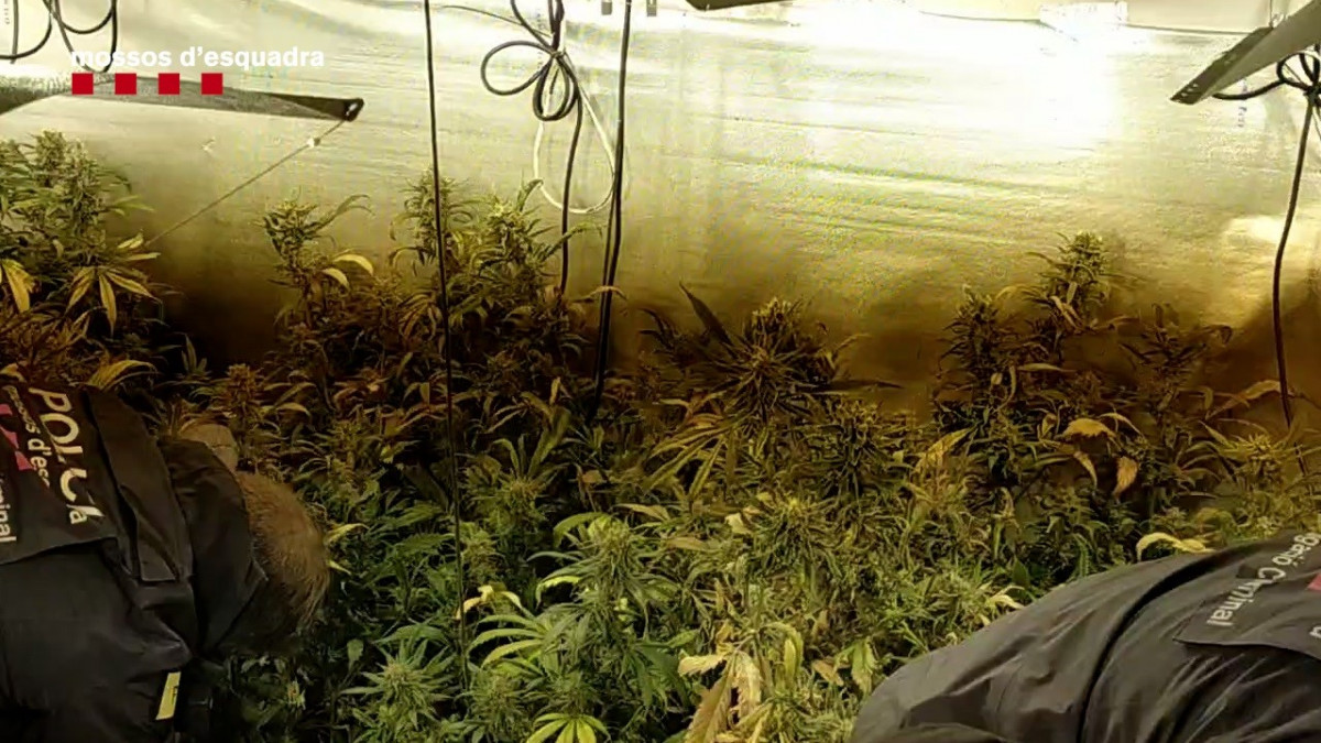 Plantación de marihuana intervenida este jueves por los Mossos d'Esquadra y la Guardia Urbana en el barrio de La Florida de L'Hospitalet de Llobregat (Barcelona).