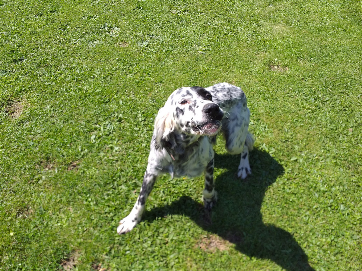 Perro de caza
