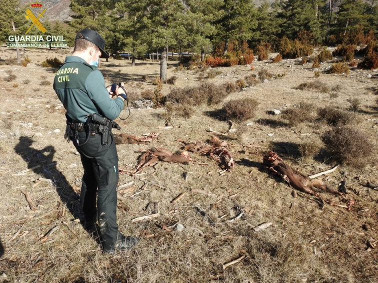 Encuentran restos de cadáveres de cinco ciervos y tres jabalíes que fueron cazados en Les Valls d'Aguilar, en Lleida