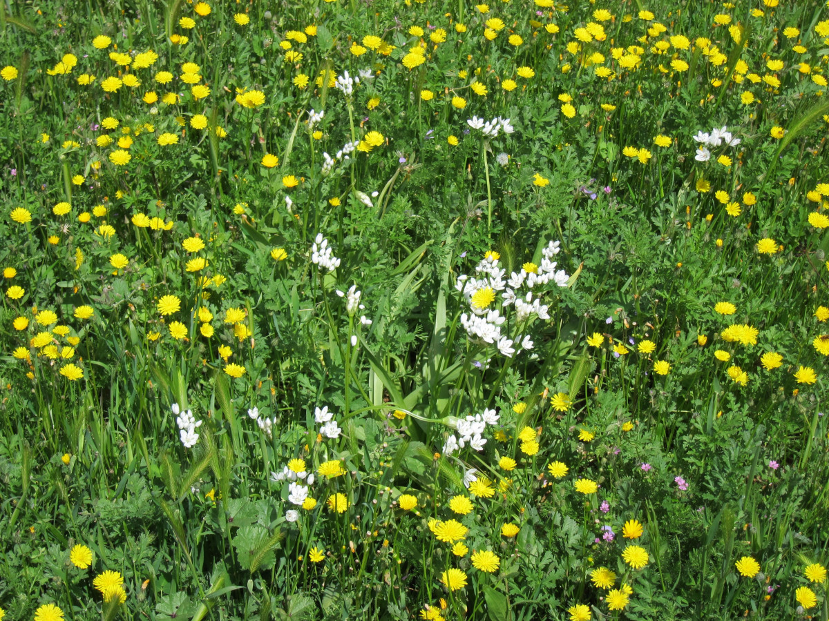EuropaPress 3608292 campo florido flores alergia primavera prado