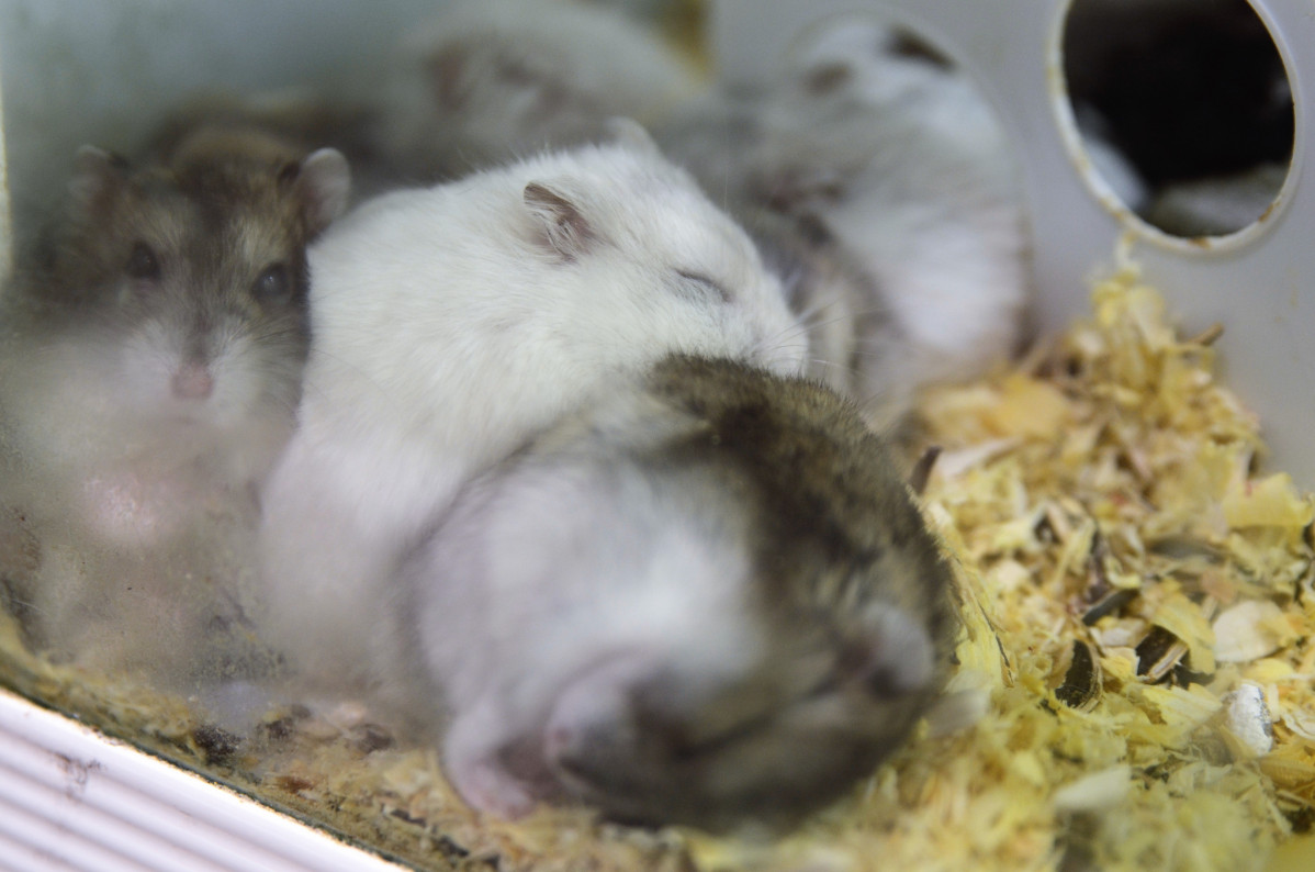 Ratas de laboratorio, en una imagen de archivo (archivo)