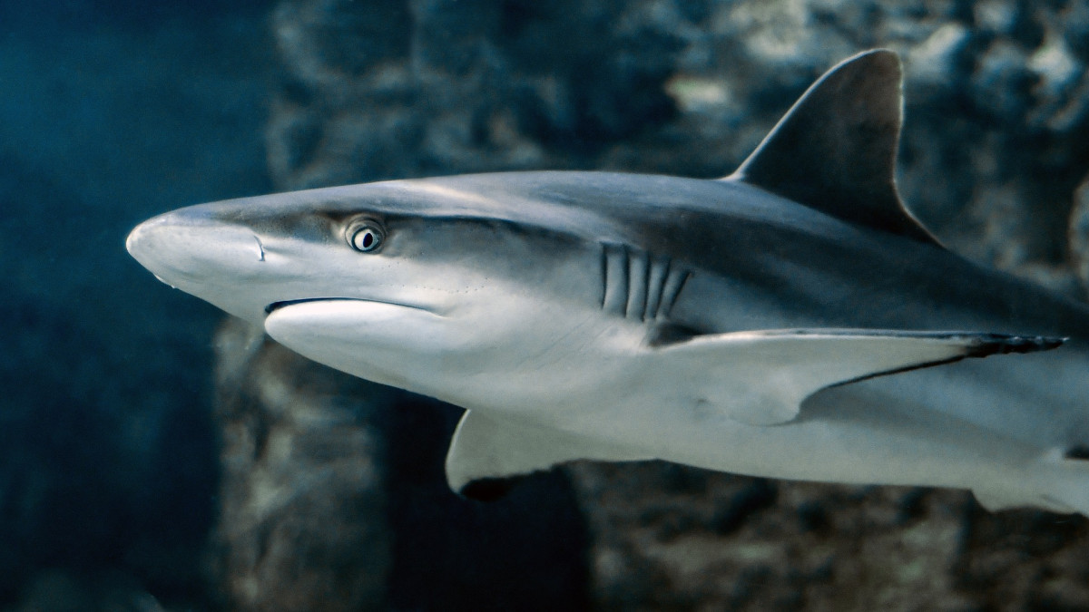 Shark 3197585 1920
