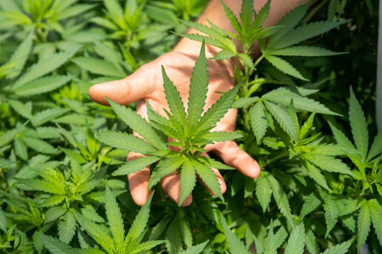 El cannabis medicinal como reducción del dolor en cáncer