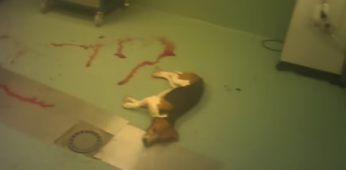 Screenshot 110