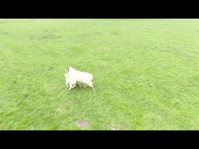 What Are Ewe Lookin' at? Sheep Headbutts Herding Drone