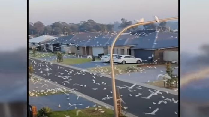 VÍDEO: Los australianos, desesperados por una invasión de cacatúas