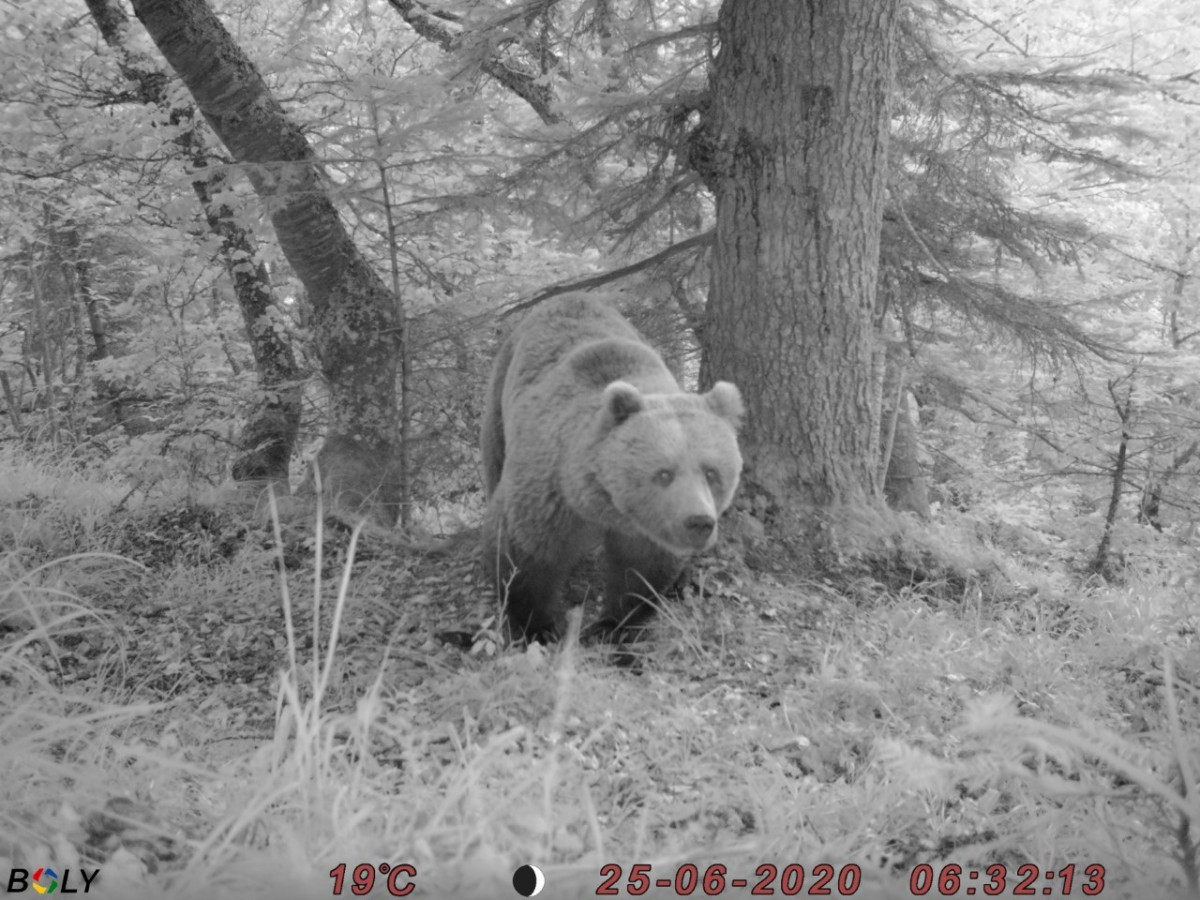 EuropaPress 3683694 oso val daran