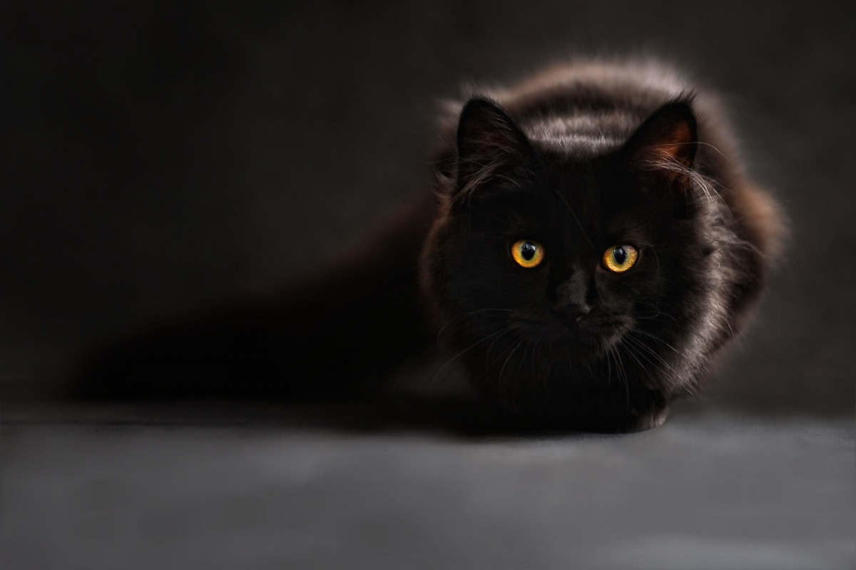 Maine coon 694730 1920