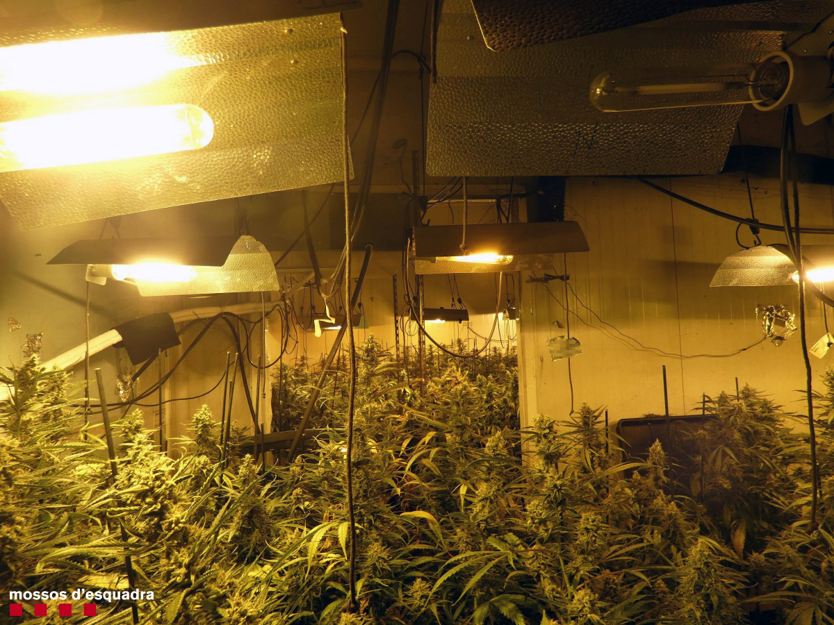 Imagen del interior de uno de los espacios con plantas de marihuana en Constantí (Tarragona)