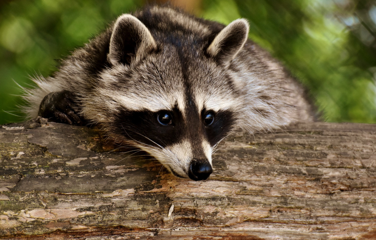 Raccoon 3538081 1920