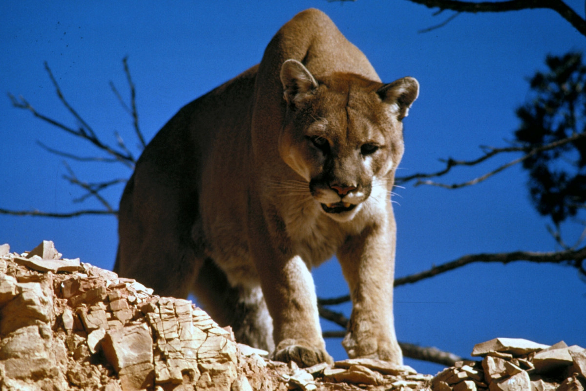 Mountain Lion in Glacier National Park