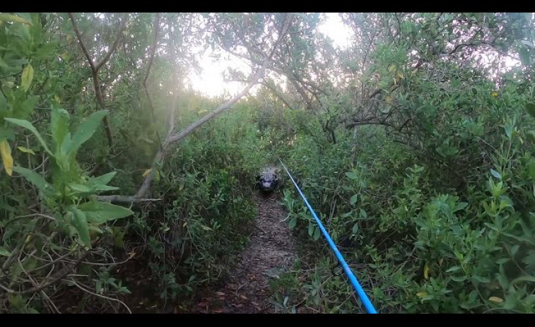 VÍDEO: Un caimán sale del agua y persigue a un pescador