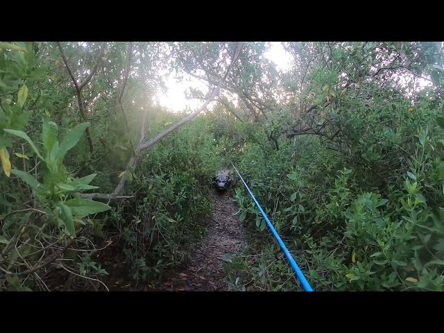 VÍDEO: Un caimán sale del agua y persigue a un pescador