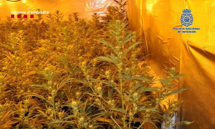 Cae una banda criminal que llevaba droga de Girona a Suiza