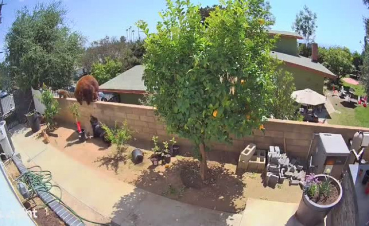 VÍDEO: Una chica se enfrenta a un oso para defender a sus perros