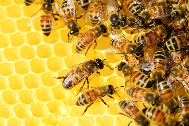 Estados Unidos aprueba la primera vacuna del mundo para las abejas melíferas en declive