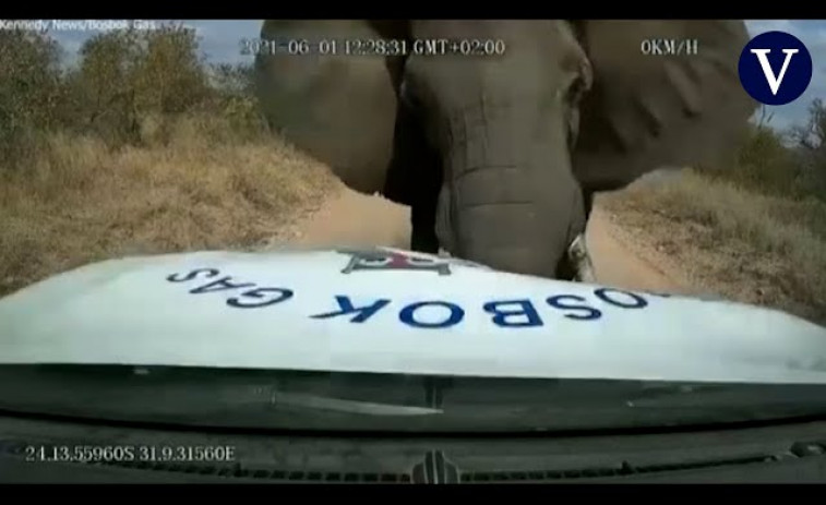 VÍDEO: Un elefante enfadado destroza un vehículo y atemoriza al conductor