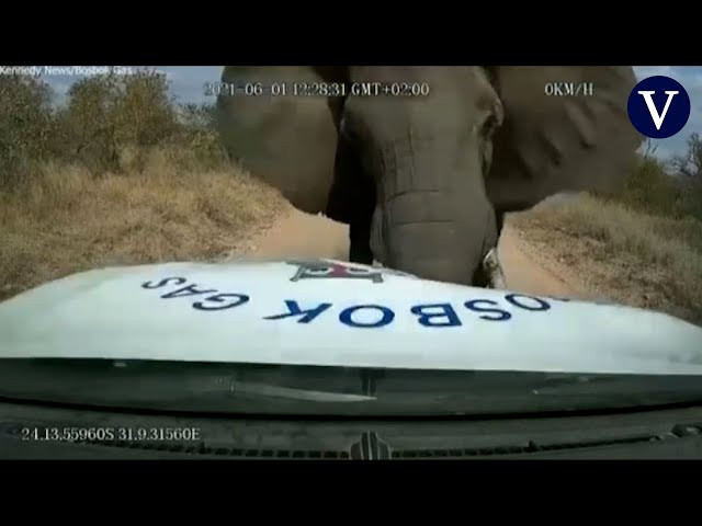 Un elefante enfurecido destroza una camioneta en una reserva de Sudáfrica
