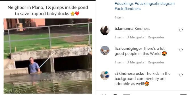 VÍDEO: Un hombre salva a unos patitos que estaban atrapados en un estanque