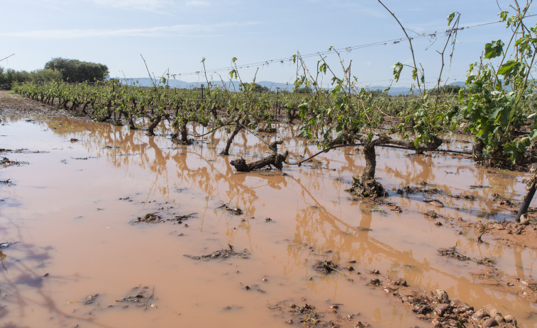 Las tormentas provocaron pérdidas de hasta el 80% en la cosecha de uva en viñedos catalanes
