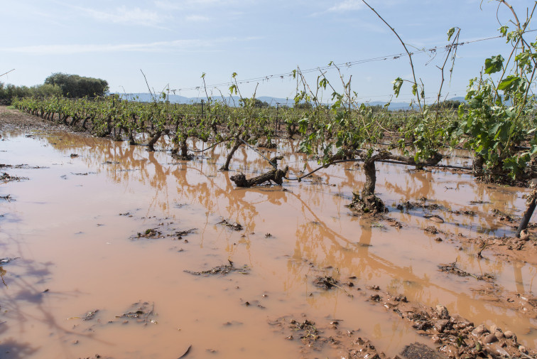 Las tormentas provocaron pérdidas de hasta el 80% en la cosecha de uva en viñedos catalanes