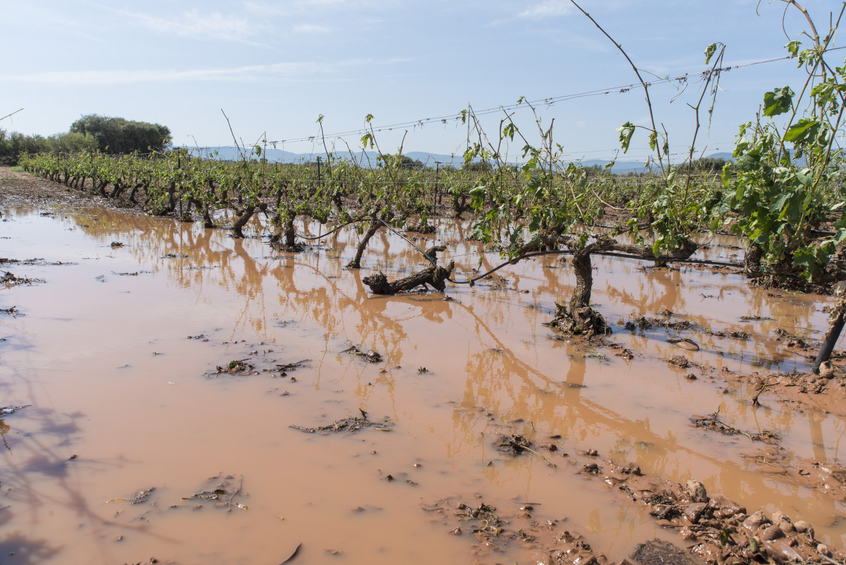 Viñedos destrozados por la tormenta de ayer en las inmediaciones de la localidad de Fuentemayor, a 15 de junio de 2021, en Fuenmayor, La Rioja (España). El Ayuntamiento de Fuenmayor declarará esta 