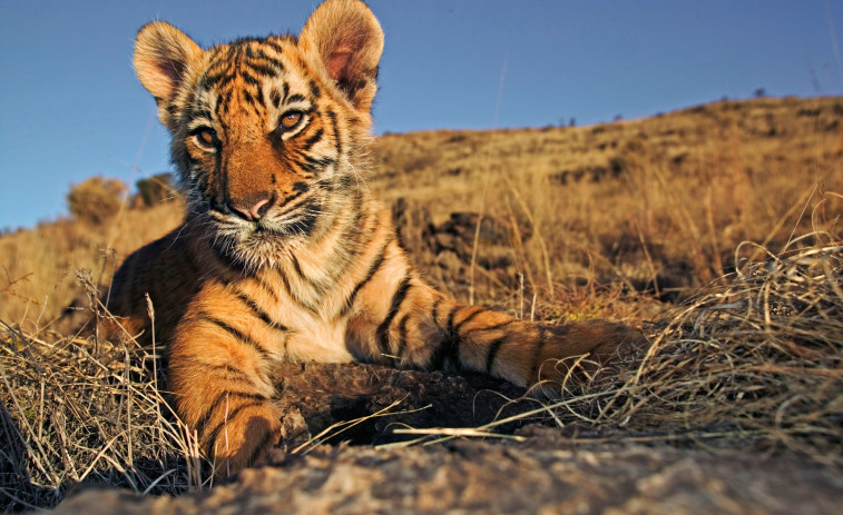 Un tigre mata a un trabajador de un parque de animales de Sudáfrica