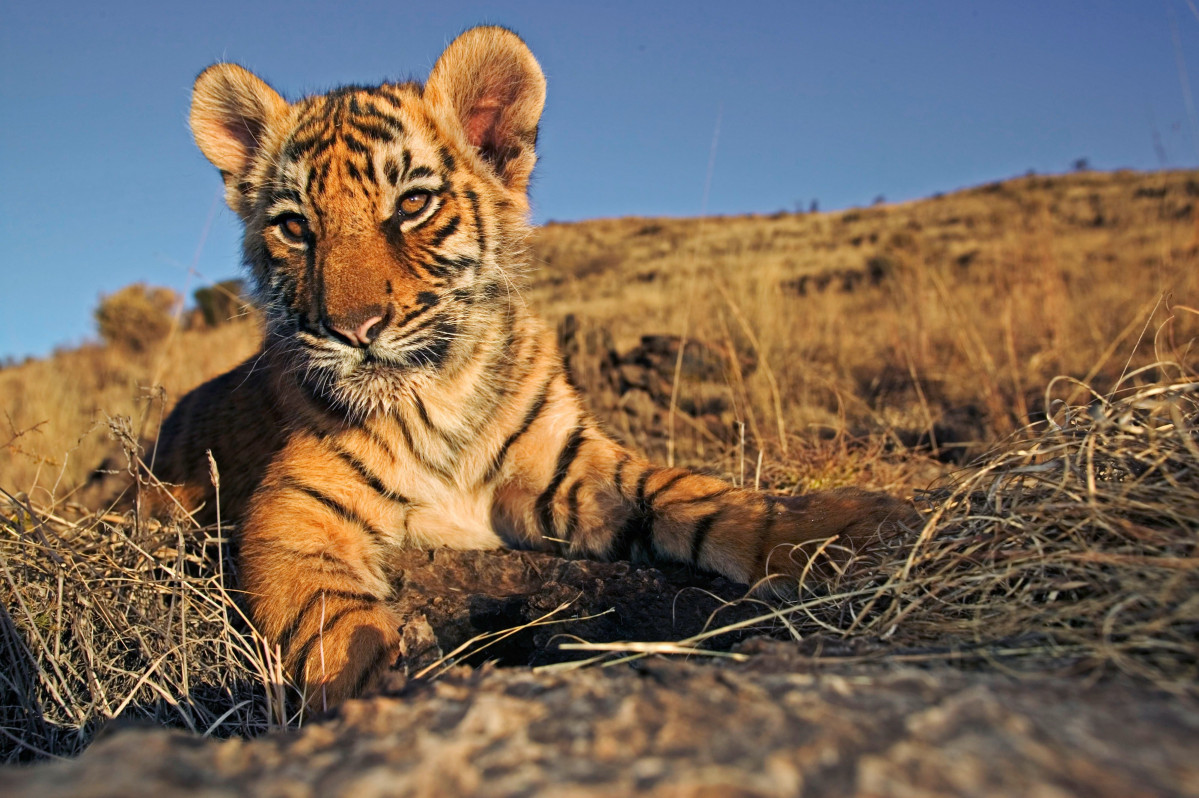 WWF alerta de que España es un país de ‘alto riesgo’ para el tráfico de tigres