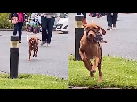 Excited Dog Reunites With His Owner After 18 Months Apart