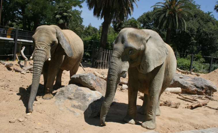 Recogen más de 30.000 firmas para trasladar a las elefantas del Zoo de Barcelona a una reserva