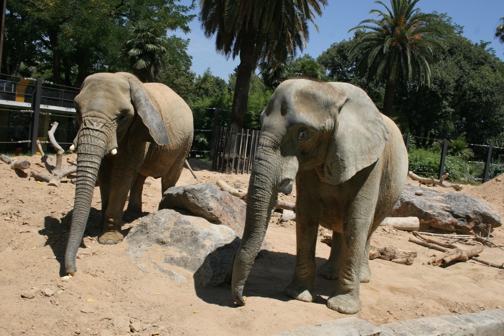 Archivo - Dos de las tres elefantas del Zoo de Barcelona